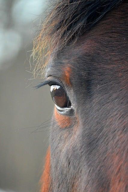 Hnědý kůň ve snu: Symbol síly a vytrvalosti
