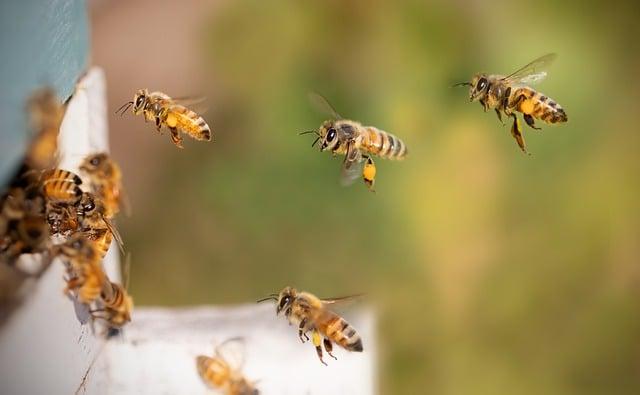 Včely ve snu: Co představují tyto pracovité bytosti?