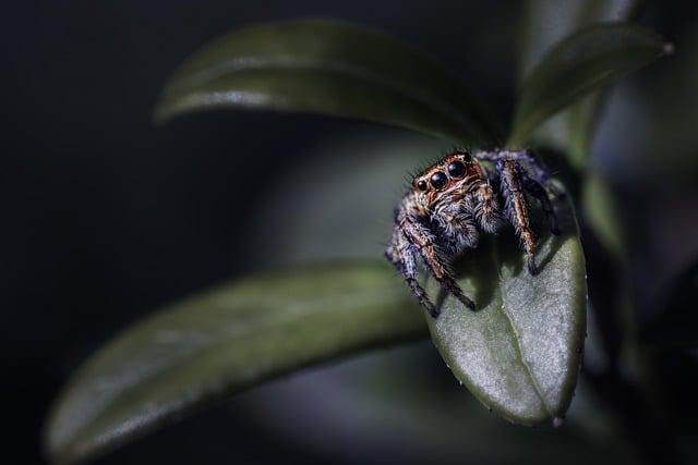 Pavouk tarantule ve snu: Obavy z neznámého