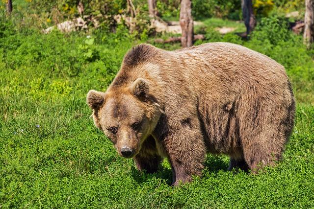 Útok medvěda: Symbol síly nebo nebezpečí?