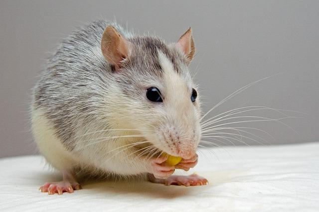 Snář Krysa: Co odhalují sny o krysách?