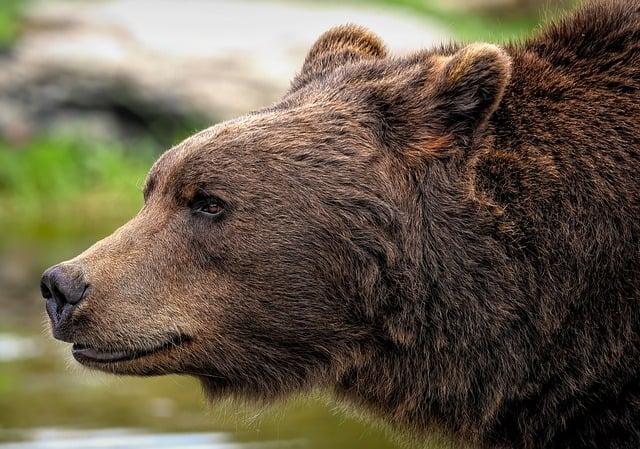 Hnědý medvěd ve snu: Symbol síly a nezávislosti