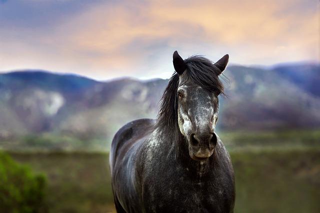 Černý kůň ve snu: Symbol síly a vášně