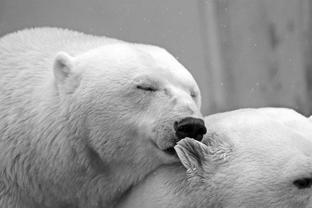Lední medvěd ve snu: Co symbolizuje tato arktická bytost?