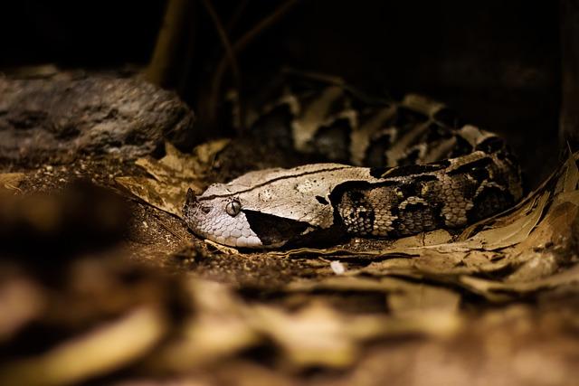 Zmije ve snu: Symbolika tohoto nebezpečného hada