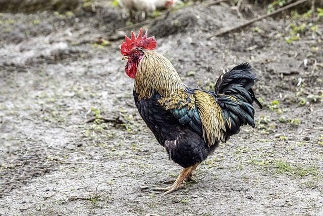 Symbolika snu v tradičním českém folkloru