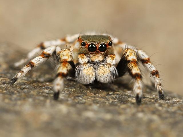 Rizika spojená s tarantulemi: Jak minimalizovat nebezpečí