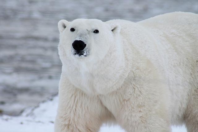 Lední medvěd jako duchovní průvodce: Jak se spojit se silami této arktické bytosti