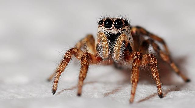 Co znamená zdát se o hnědém pavoukovi: Průvodce výkladem snů