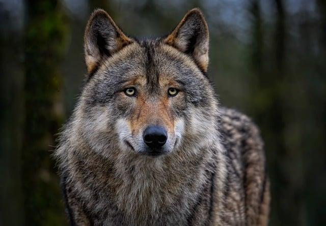 Vlk jako archetyp divokosti in nature