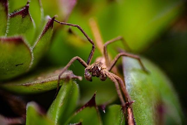 Hnědý pavouk ve snu: Význam symboliky tohoto malého tvora