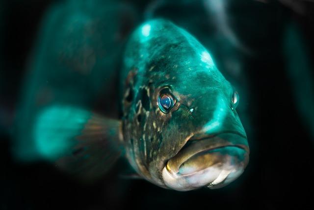 Případové studie: Jak porozumět vlastním snům o rybách